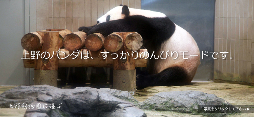 上野のパンダは、すっかりのんびりモードです。